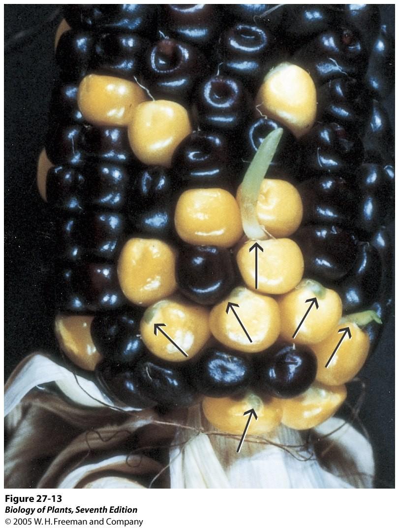 Abscisic acid (ABA) Viviparous-mutant (vp1) i majs