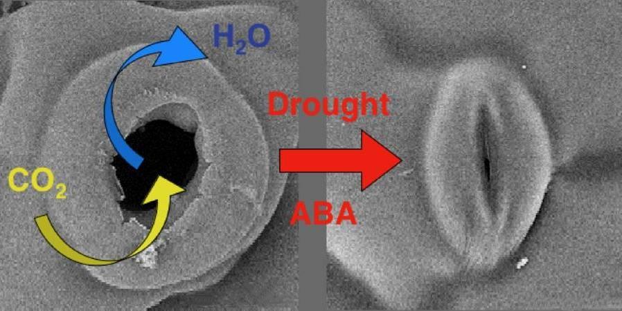 Abscisic acid (ABA) Reglerar frömognad och frövila Hindrar frögroning Vid torka inhiberar