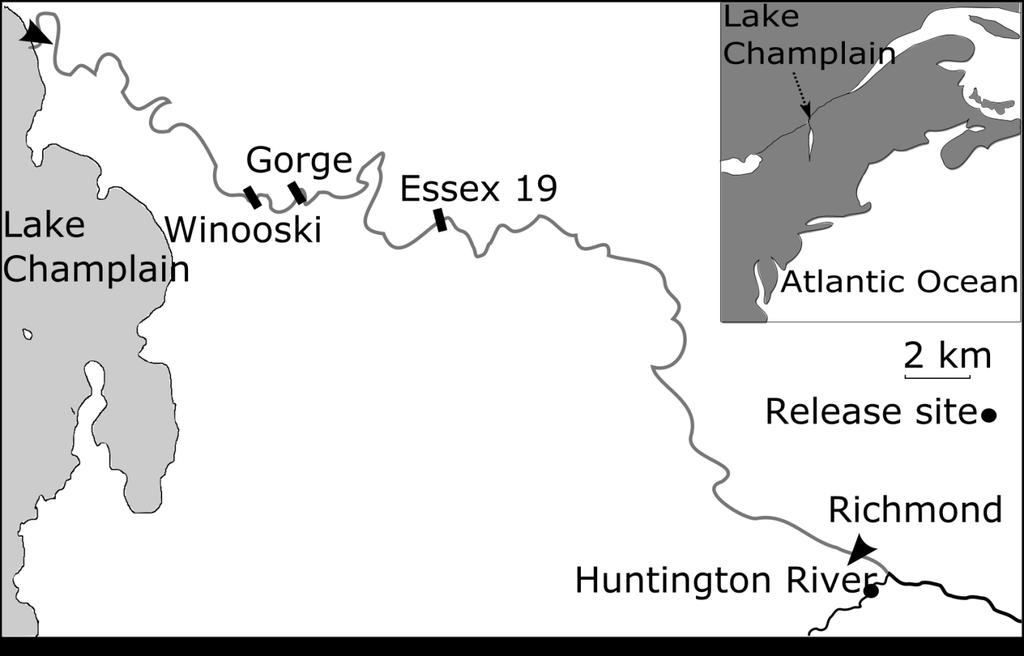 Smoltens nedströmsvandring Denna delstudie har vi genomfört i Winooski River i Vermont, USA.
