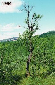 Figure 3. A swampy part of the birch forest in one of the study plots, presented with one photo from each of the four decades of the project period.
