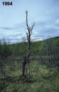 The single birch, hurt but tenacious of life, and the remote and partly snow-covered peak of the mountain Gaisatj have served as landmarks for the photographer.