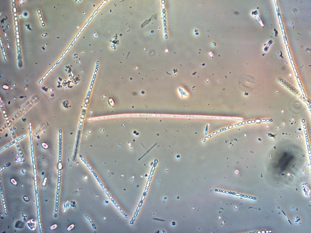 Planktothrix sp.