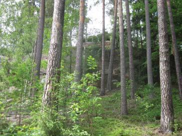 Hög och brant bergvägg Många fina gamla tallar Trappa Berg Dike och tätare vegetation