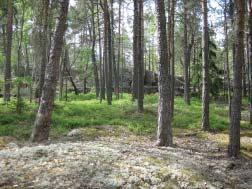 6. Dike Högre liggande del med mestadels gles vegetation