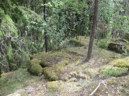 Tätare trädvegetation/ blåbärsgranskog Dike mot