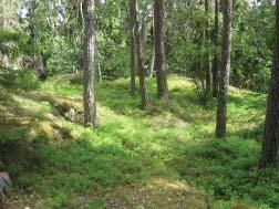 Tätare och delvis mer sluten trädvegetation i sluttning