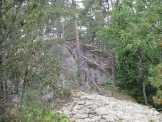 Blandad trädvegetation av tall, 