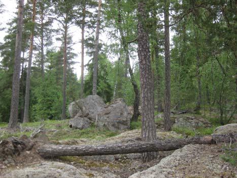 8. Två stora stenar ligger i terrängen omgivna av fallna träd.