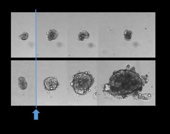 Utifrån denna premiss använder sig IndiTreat TM av en del av patientens cancervävnad som sedan prövas mot en rad olika etablerade läkemedel som tidigare använts för behandling av kolorektalcancer och