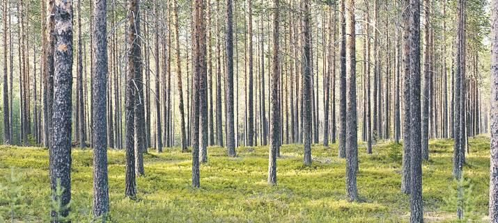 De bobränslen och gröna kemkaler som tas fram ska kunna ersätta produkter gjorda av fossla bränslen.