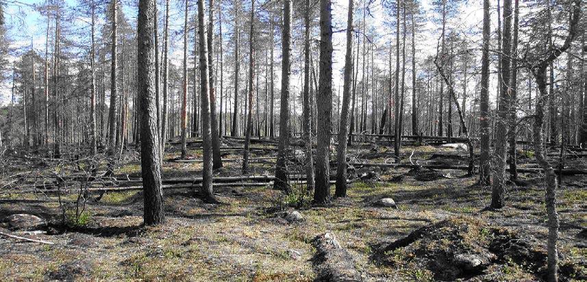 Primära resultat Bränningen blev lyckad och i stort sett i enighet med målsättningen beträffande träddödligheten. Runt 70 % av arealen hade markpåverkan och ristäcket konsumerades helt av elden.