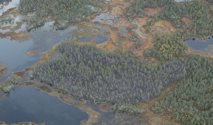 Tyvärr var markfuktigheten för hög för att resultatet skulle bli optimalt eftersom DMC-värdet låg under 0. Vissa partier med fuktigare mark samt stora mosskuddar påverkades inte alls av bränningen.