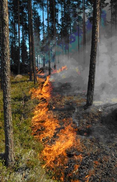 Efter det gjordes slag med 5-0 meters mellanrum i riktning norrut, se bild nedan. Avståndet mellan slagen varierades för att få ett heterogent resultat och anpassades också till terrängen.