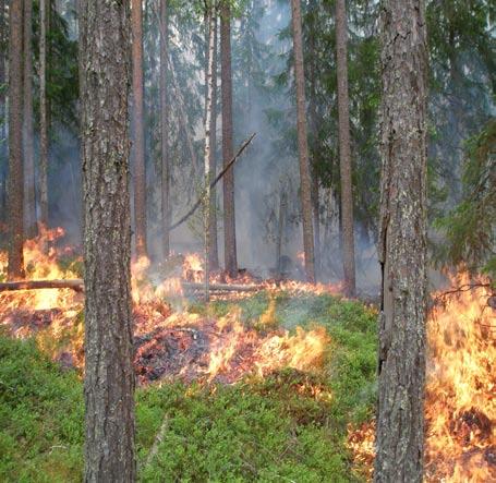 Här var granförekomsten stor och under ett ögonblick blev branden intensiv med lite sporadisk medvind och några kronbränder.