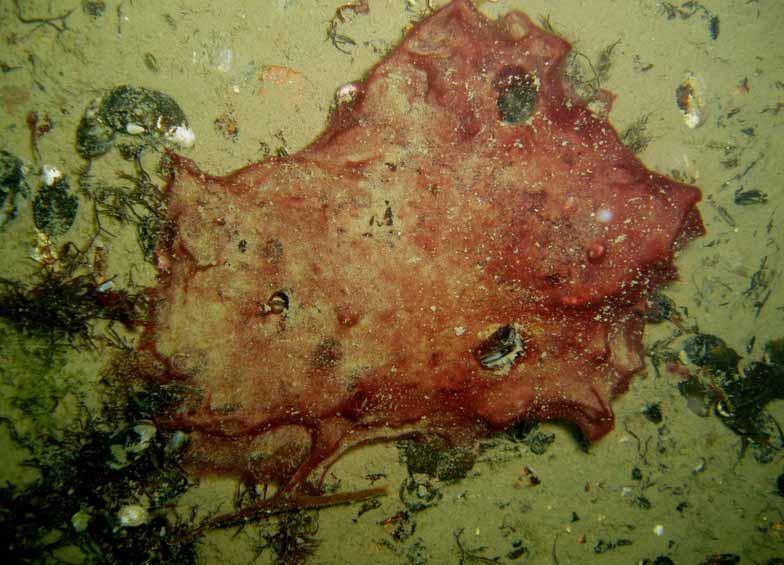 de ibland fläckvis låg i drivor i fördjupningar i hällarna. Musslorna var relativt stora, cirka 1 cm. Cyanobakterien Spirulina sp.