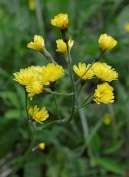 Skyltar - Viktigaste florainslag Kommentarer Norr om Äng, HÅBOLS-SANNERUD Båda sidor 3 200 m 3 200 m 6 400 m Medel Klasefibbla (NT),