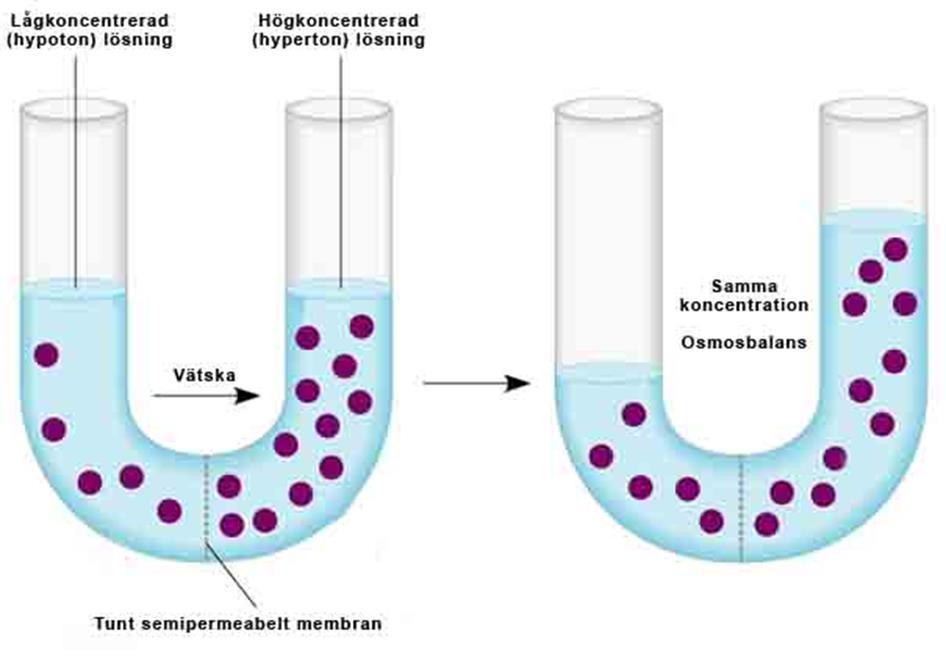 Osmos (forts) Isoton lösning samma jonkoncentration som inne i cellen Saltkoncentrationen i en cell = fysiologisk koksaltösning
