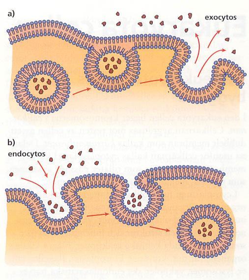 Exocytos / endocytos transport av