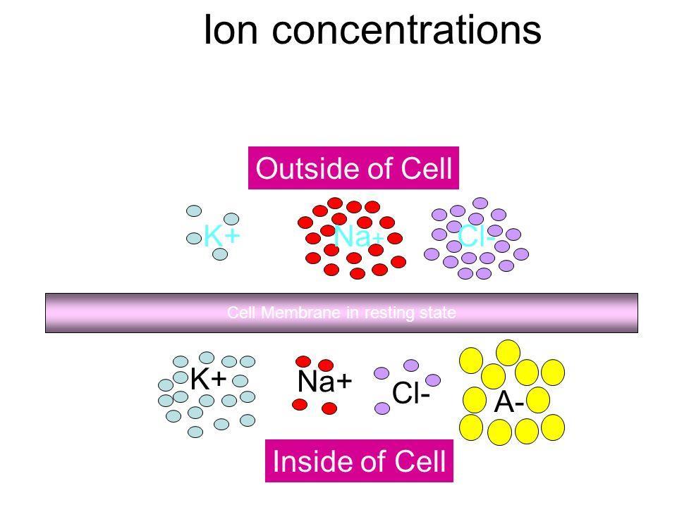 Membranpotential - det är en skillnad i laddning mellan