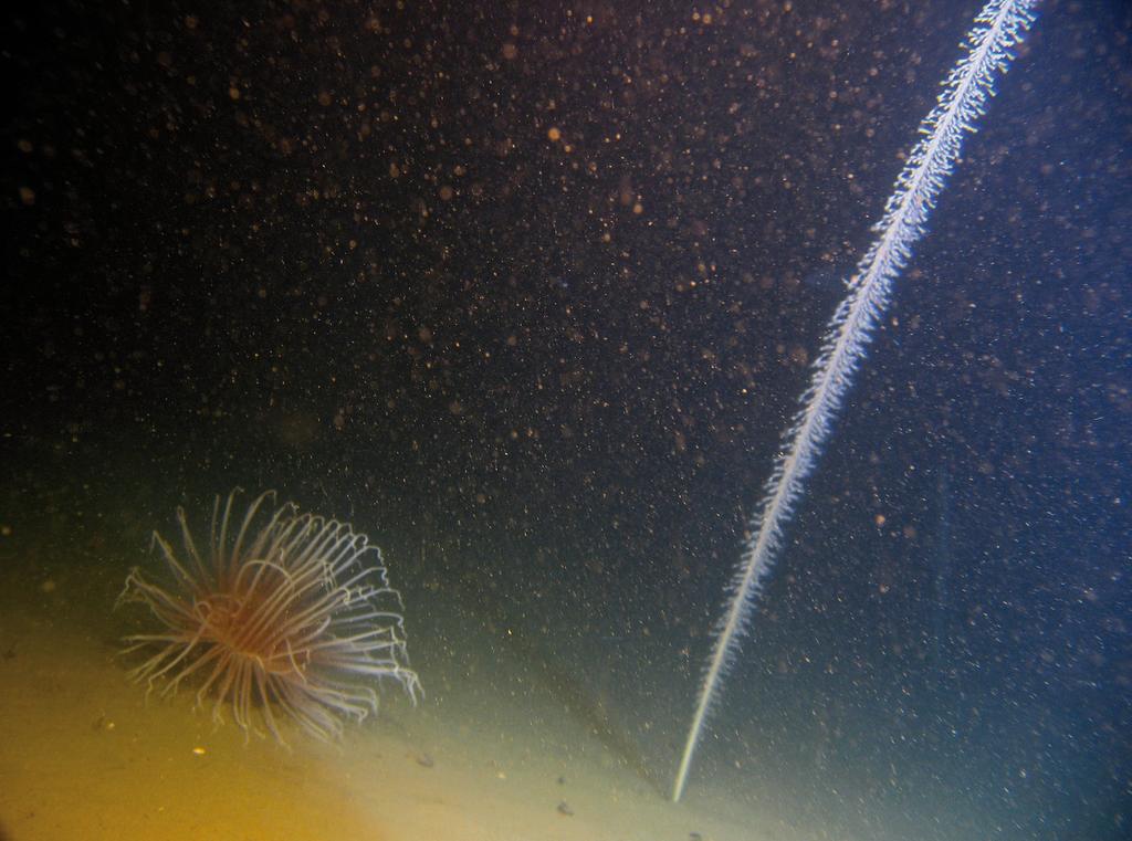 Inventering med ROV av epibottenfauna - för uppföljning av