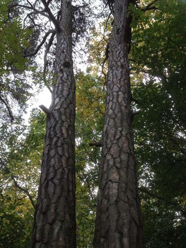 Svamp Över 80 fynd av tallticka, Phellinus pini (rödlistad i kategorin nära hotad NT) har gjorts i Årstaskogen.