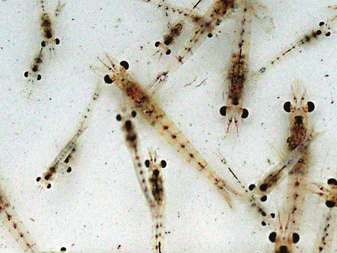 1 Inledning De glacialrelikta kräftdjuren har sedan länge omfattat sex arter, nämligen Gammaracanthus lacustris (Relictacanthus lacustris), Limnocalanus macrurus, Monoporeia affinis (Pontoporeia