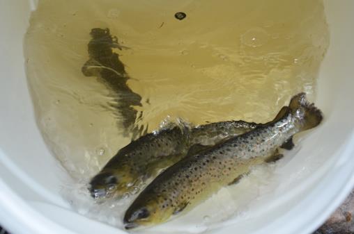 Fångstrapportering ger mer fisk i Vänern Fortums fiskodlingsverksamhet har gjort extrautsättningar minst samma antal som det rapporterats fiskar året innan.