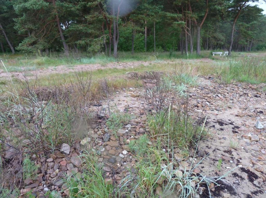 Det finns dessutom mindre erosion i strandkanten NV om Halsarevet, denna kommer sannolikt från påverkningar under extremt högvatten och stormar, se foto i Figur 2-51.