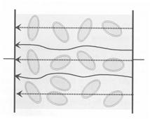 Bioimpedance & Bioelectricity Basics, 2000.