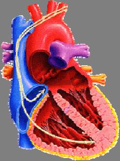 transplanted organs Ref: Ollmar. Making electronic biopsies Med. & Biol. Eng. Comput 1999. Vol 37, supp 2, p 116. Gersing et.al.