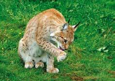Kurrebo, Urshult 20 Min Skånes Tierpark 120 Min Lunnabacken, Urshult 20 Min Das