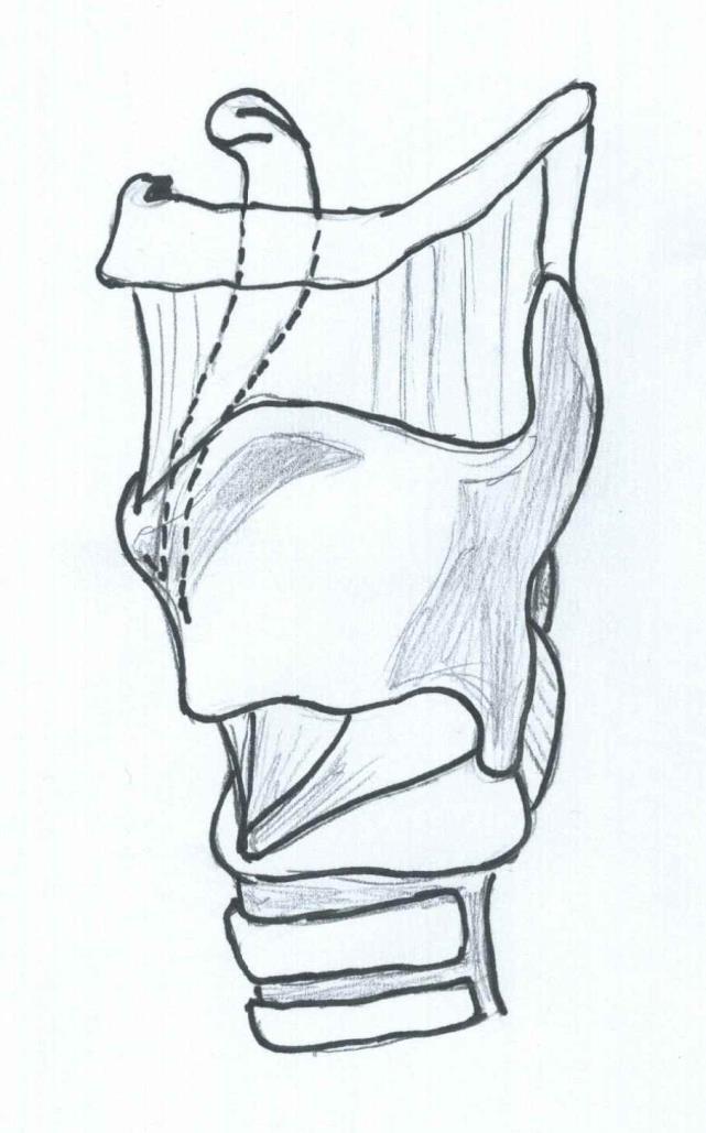 De inre struphuvudmusklerna har tre huvudfunktioner: att föra isär stämbanden (vid in- och utandning), att sluta dem (vid röstbildning) och att spänna dem (för att reglera tonhöjd).
