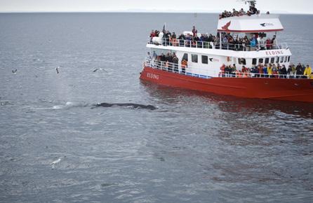 Åter i Reykjavik: Runt kl. 13:00 och för eftermiddagsturerna runt kl. 17:15. 3a I VIKINGENS FOTSPÅR Vi rider upp mot bergskedjan och följer den gamla vikingaleden längs berget Reykjafjall. Ridning: 2.