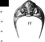 Obelella 9. Azygograptus., WALCOTT. ffdg. 4. Fenestella If NG. 10. Didymograptus., TQT. 5. Te/ephus 11. Dalmaniles If D G. HEDE. 6. Mobergia granulata. REDLIC /f.