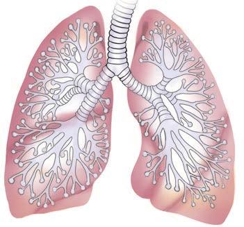 Normala lungor Lungor med IPF Syrefattigt blod CO