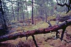 Ta med lupp om du har, gärna med stark förstoring (15-20 ggr).