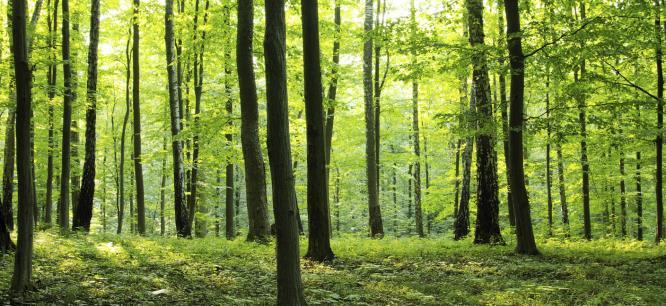 FÖRELÄSNING Träden talar till oss Föreläsning med Johanna Senges FULLMÅNE CERMONI Varmt välkommen till en unik kväll med naturens helande vägledande kraft i fokus!
