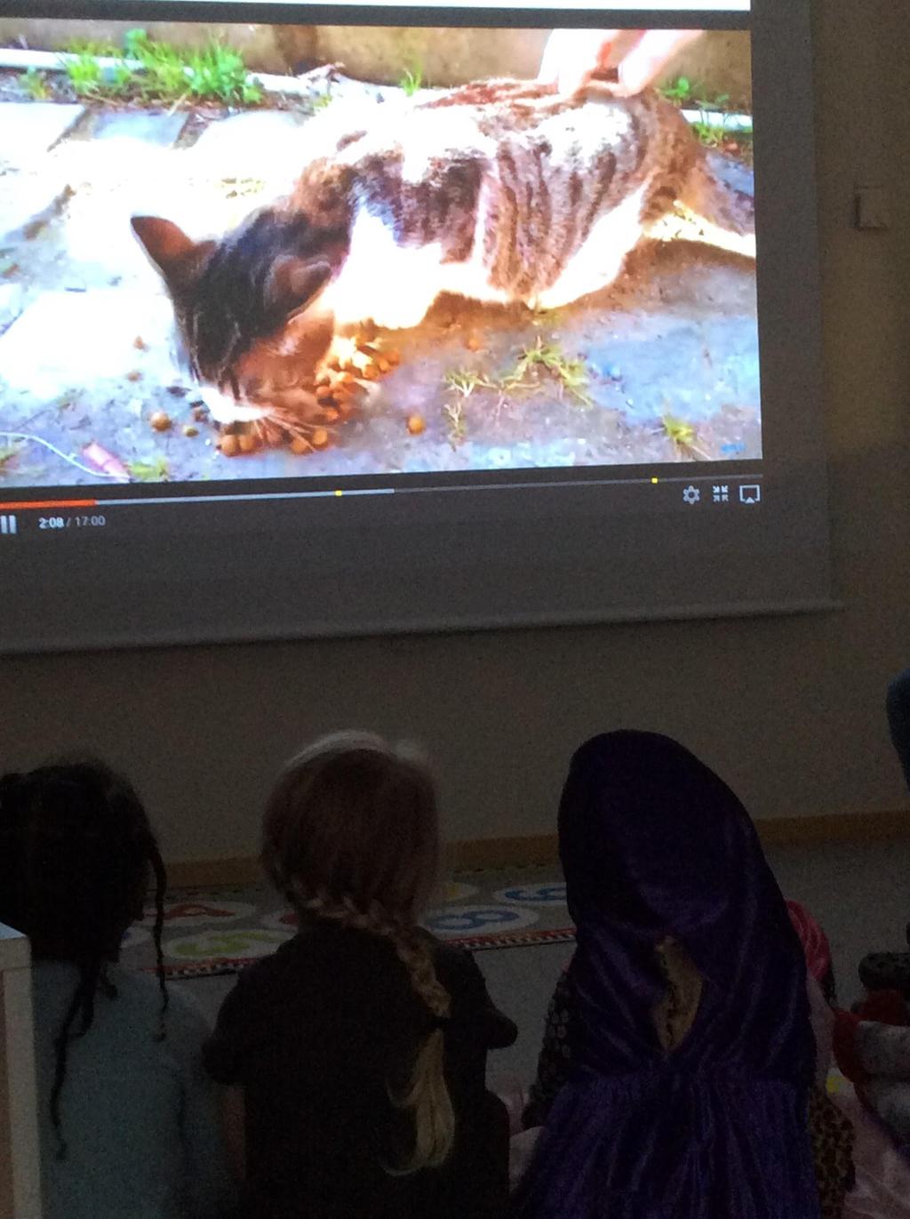 Vi tittar på projektorn om hur katter kommunicerar med varandra.