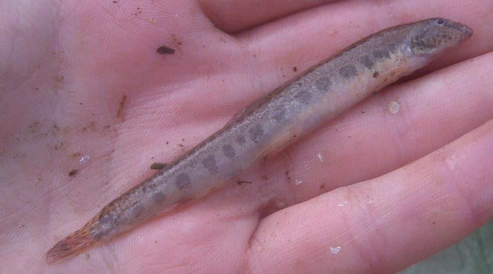 Dess liv liknar färnan på många sätt. Väger ofta runt 1 kg. Äter i princip allt, från bottendjur till småfisk.