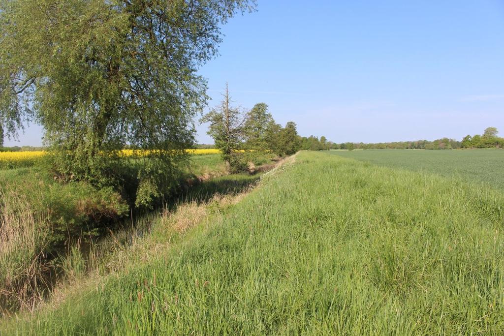 Figur 34. Bra skyddszon (EU-zon) intill vattendrag med intensivt jordbruk. Zonerna är 6 m breda och är zoner som lantbrukaren får miljöstöd för. Foto: Carl-Johan Månsson C.