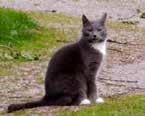 s :- Ont om tid? Jag rastar din hund Webbdesign & foto 24 073-970 MELLERUDS 71 95 NYHETER Christer Mårtensson 073-310 75 06 Köp presentkort hos oss! info@daldigital.