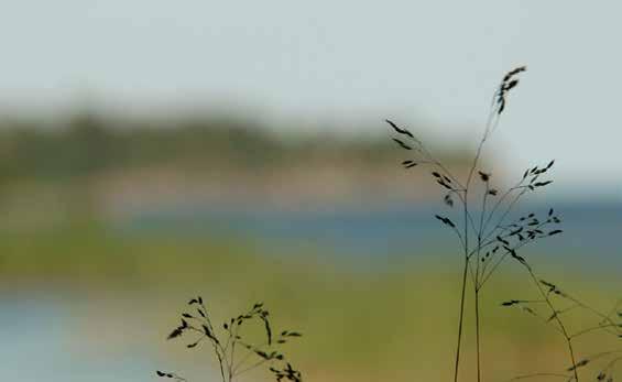 MELLERUDS NYHETER 27 Söndag Måndag Tisdag Söndag 05.20 Under klubban 05.50 Gammalt, nytt och bytt 06.20 Jakten på Norge 07.10 Allsång på Skansen 08.10 Ivar Kreuger 09.10 Stephans klassiker 09.