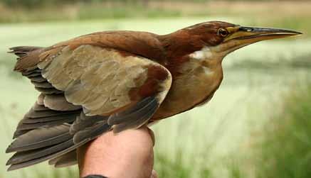 Detta gör att fåglarna är avsevärt svårare att plocka ur näten och vissa arter, som t.ex. brunsångare, trasslar in sig ordentligt i maskorna. Dessutom är näten oerhört sköra.