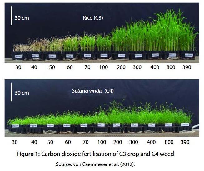 81 29. Hur påverkas växtligheten av ökad koldioxidhalt?