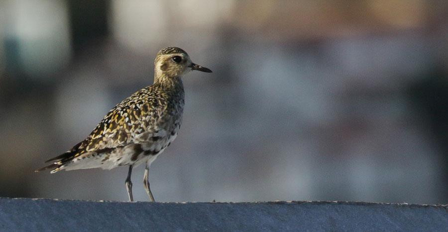 16 Amerikansk tundrapipare Pluvialis dominica 1 ungfågel observerad i Funchal hamn 28.8, 30.8 och 31.8 Amerikansk tundrapipare.
