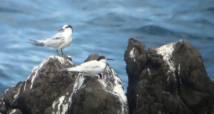 9 19 Drillsnäppa Actitis hypoleucos 1 Machico 28.