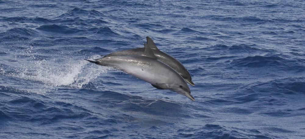 Tygeldelfin. Foto: Bengt Antonson Däggdjur 1 Brunråtta Rattus norvegicus 5 Machico 28.8 2 Husmus Mus musculus 1 Desertas 30.