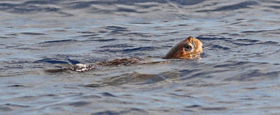8 4 Tygeldelfin/Atlantisk fläckdelfin Stenella frontalis 30 båttur Desertas - Funchal 31.8 5 Öresvin Tursiops truncatus truncatus 1 Porto Moniz 1.