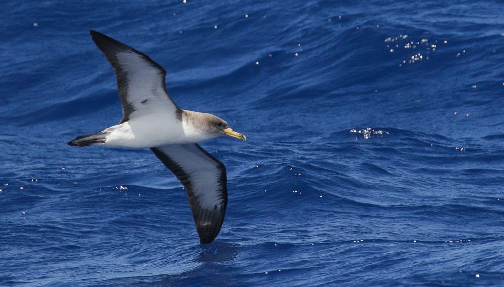 Vissa anser den vara en ras av sydlig citronfjäril. Vi såg den på flera ställen, bl a i Funchal. Spetsvingad kvickgräsfjäril.