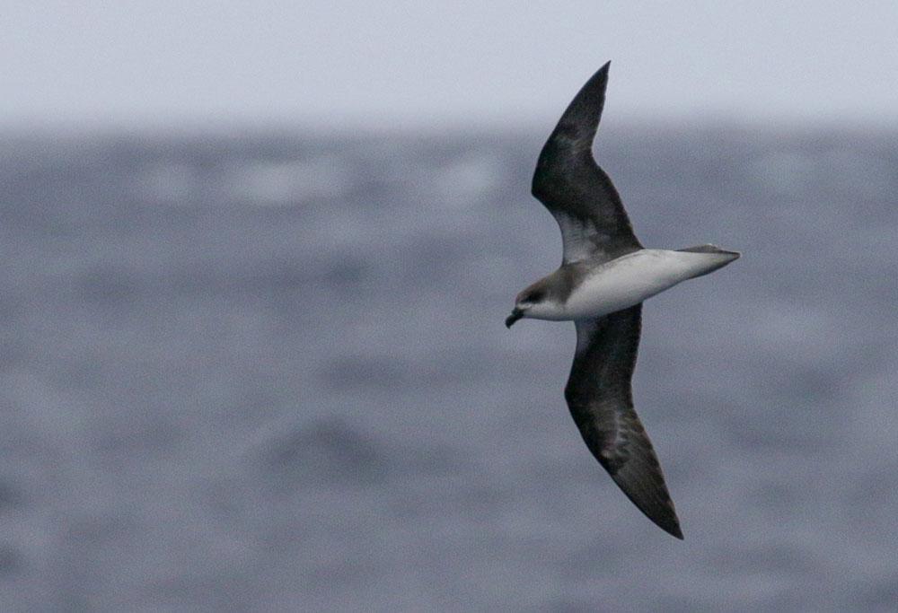 Desertaspetrell. Foto: Bengt Antonson Artlista fåglar 1 Rödhöna Alectoris rufa 12 Ponta de Sao Lourenco 28.8, 12 Ponta do Pargo 29.8 och 6 längs vägen 1.